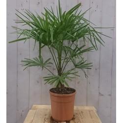 Winterharde Palmboom stamhoogte 20 cm en hoogte 110 cm Trachycarpus Warentuin Natuurlijk - Warentuin natuurlijk