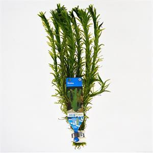 Elodea densa - 10 stuks - aquarium plant Elodea densa - 10 stuks - aquarium plant