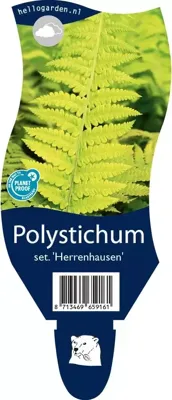 Polystichum set. Herrenhausen vaste plant Griffioen - Griffioen