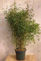 Bamboe Fargesia Malachite Monkeys 110 cm Warentuin Natuurlijk - Warentuin natuurlijk - thumbnail