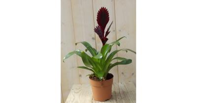 Bromelia Verissa rood/donkerrood 30 cm Warentuin Natuurlijk - Warentuin natuurlijk