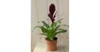Bromelia Verissa rood/donkerrood 30 cm Warentuin Natuurlijk - Warentuin natuurlijk - thumbnail