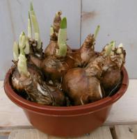 3 stuks! Bolletjes Narcis schaaltje Voorjaarsbollen Warentuin Natuurlijk - Warentuin natuurlijk - thumbnail