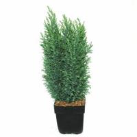 Schijncipres (Chamaecyparis lawsoniana "Ellwoodii") conifeer - thumbnail