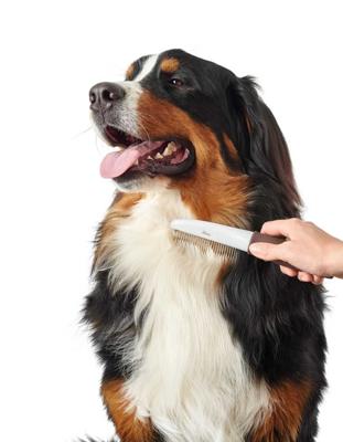 Haarstijl Hunter Draaiend Hark Maat M