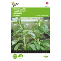 Buzzy® Suikerplantje Stevia Zaden - thumbnail