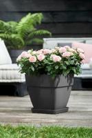 Elho pot vibia campana vierkant 30cm - antraciet - thumbnail