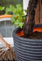 Capi bloempot nature row elegant laag 36x47 cm antraciet krwz782 - thumbnail