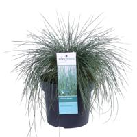 Festuca glauca Azura Blue - Blauw Schapengras - P19 - thumbnail