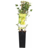 Groene kruisbes (ribes uva crispa "Hinnonmäki Grön") fruitplanten - In 2 liter pot - 1 stuks - thumbnail