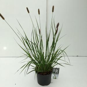 Lampenpoetsersgras (Pennisetum messiacum "Red Bunny Tails") siergras Lampenpoetsersgras (Pennisetum messiacum "Red Bunny Tails") siergras