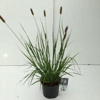 Lampenpoetsersgras (Pennisetum messiacum "Red Bunny Tails") siergras - thumbnail