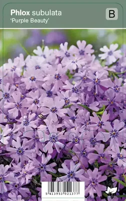 V.I.P.S. Phlox subulata ''Purple Beauty'' - kruipphlox p9