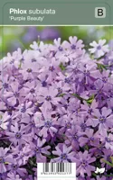 V.I.P.S. Phlox subulata ''Purple Beauty'' - kruipphlox p9 - thumbnail