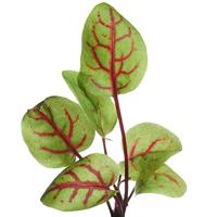 Zaden Microgreens Bloedzuring Buzzy - Buzzy - thumbnail