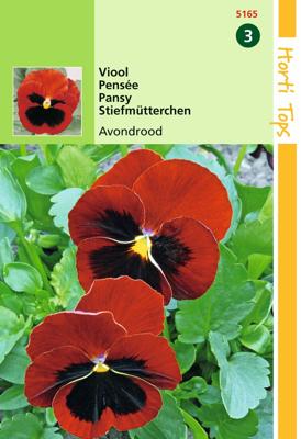 Zaden Viola Viool Avondrood Hortitops - Hortitops