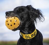 Trixie gatenbal natuurrubber met bel voor blinde of gehandicapte hond - thumbnail