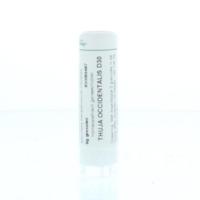 Homeoden Heel Thuja occidentalis D30 6 Gram - thumbnail