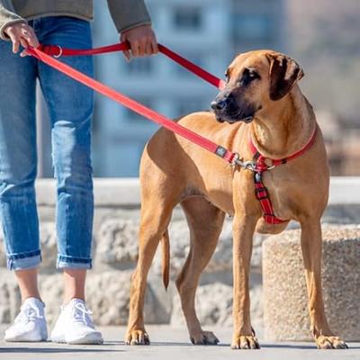 Rogz For Dogs lumberjack multipurpose lijn zwart