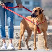 Rogz For Dogs lumberjack multipurpose lijn zwart - thumbnail