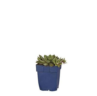 Sempervivum Aquila vaste plant Griffioen - Griffioen