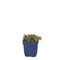 Sempervivum Aquila vaste plant Griffioen - Griffioen - thumbnail