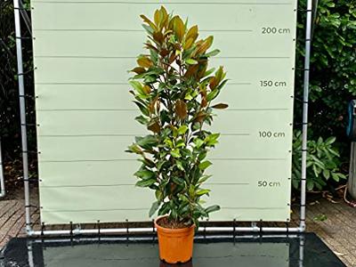 Magnolia Grandiflora Gallisoniensis - hoogte 200 cm