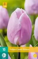 Tulp candy prince 7 bollen - thumbnail