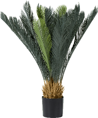 Cycas revoluta 90cm Cycas revoluta 90cm