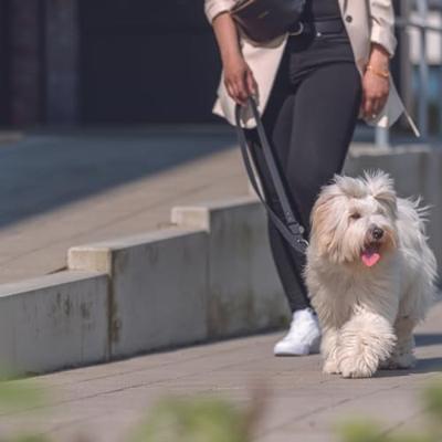 Hondenriem Trixie CityStyle Zwart L/XL - thumbnail