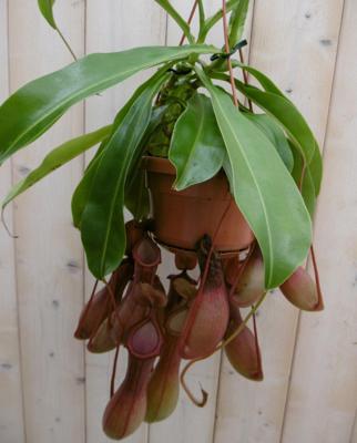 Hangplant Vleesetende plant Bekerplant Nepenthes Warentuin Natuurlijk - Warentuin natuurlijk