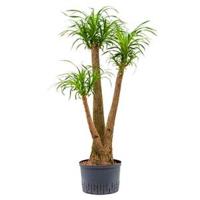 Beaucarnea recurvata vertakt 80 S hydrocultuur plant - thumbnail