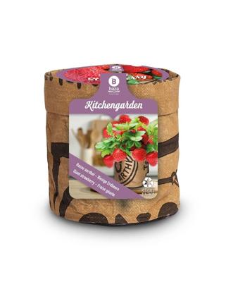 Baza keukentuintje reuze aardbei Baza keukentuintje reuze aardbei