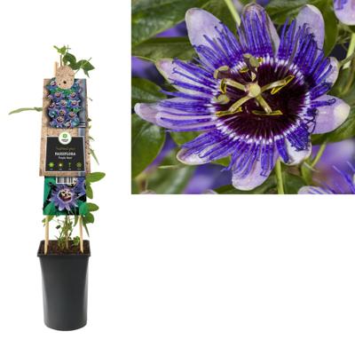 Paarse passiebloem (Passiflora "Purple Haze") klimplant