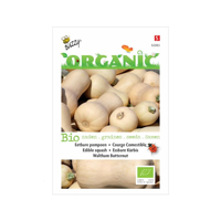 Biologische Eetbare Pompoen Waltham Butternut - thumbnail