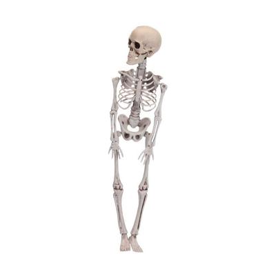 Halloween figuur skelet 40cm wit