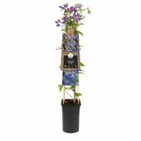 Blauwe bosrank (Clematis "Arabella") klimplant - thumbnail