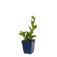 Aster ager. Asran vaste plant Griffioen - Griffioen - thumbnail