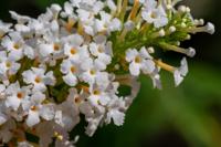 Vlinderstruik - thumbnail