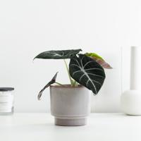 Alocasia Reginula Black Velvet - P12 - thumbnail