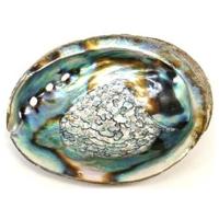 Alchemia Abalone schelpen 1 Stuks - thumbnail