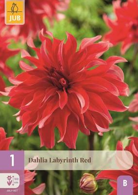 Dahlia labyrinth red