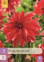 Dahlia labyrinth red - thumbnail