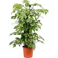 Monstera minima S gatenplant kamerplant - thumbnail
