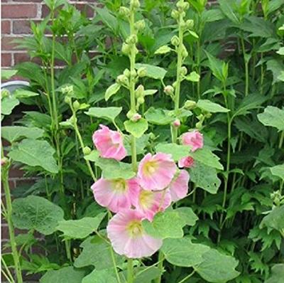 Alcea Ficifolia stokroos zaden Antwerp Stars