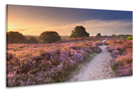 Schilderij - Zonsondergang in duinen, 2 maten, Premium print - thumbnail