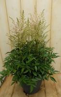 Astilbe Spirea wit ongeveer 50 cm Warentuin Natuurlijk - Warentuin natuurlijk - thumbnail