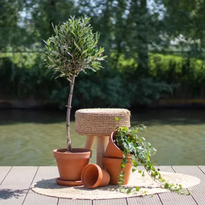 Olijfboom - Olea Europaea - P19 Olijfboom - Olea Europaea - P19