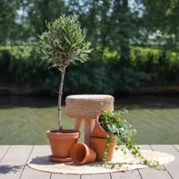 Olijfboom - Olea Europaea - P19 - thumbnail