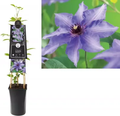 Blauwe bosrank (Clematis "Königskind" PBR) klimplant